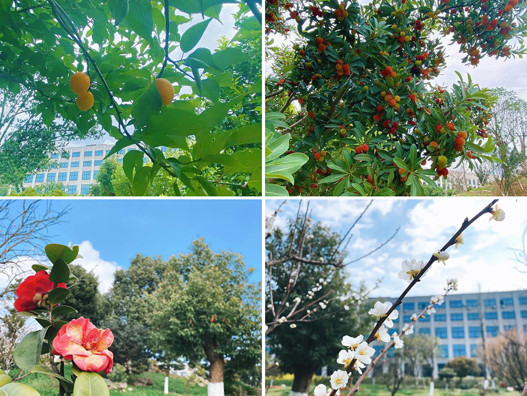 植樹節(jié)|守護綠色家園的秘密武器！