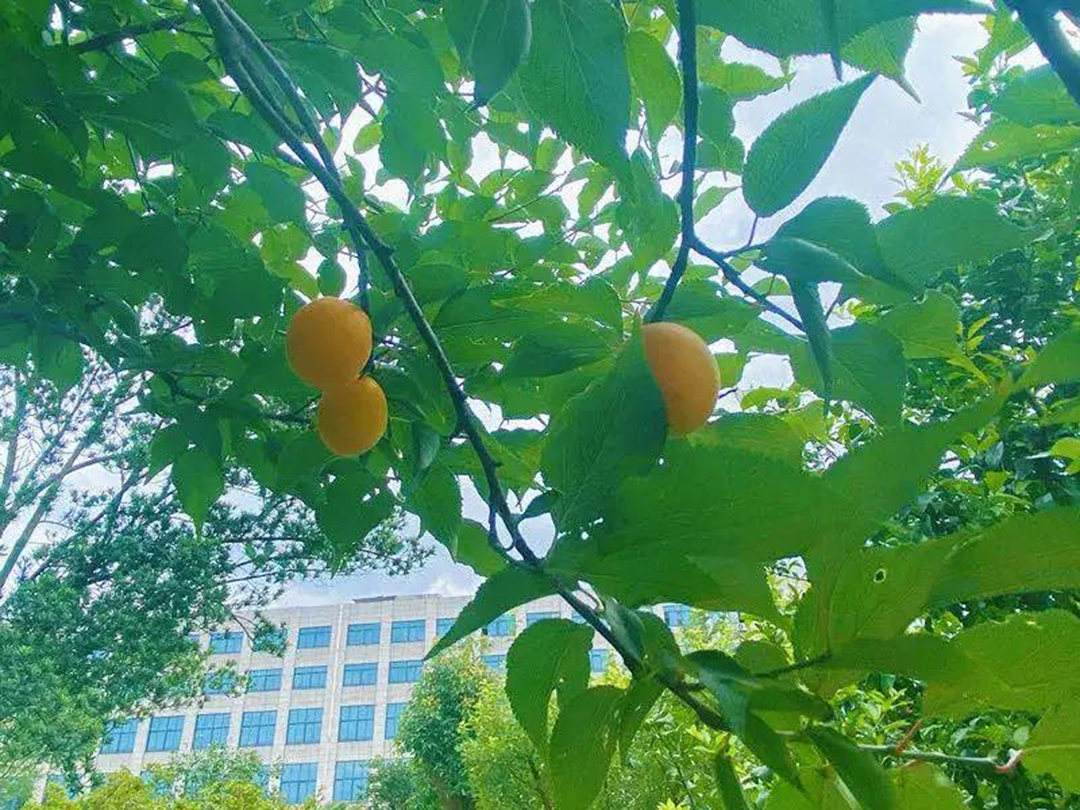 風(fēng)景這邊獨(dú)好!東大環(huán)境美景一覽,請查收