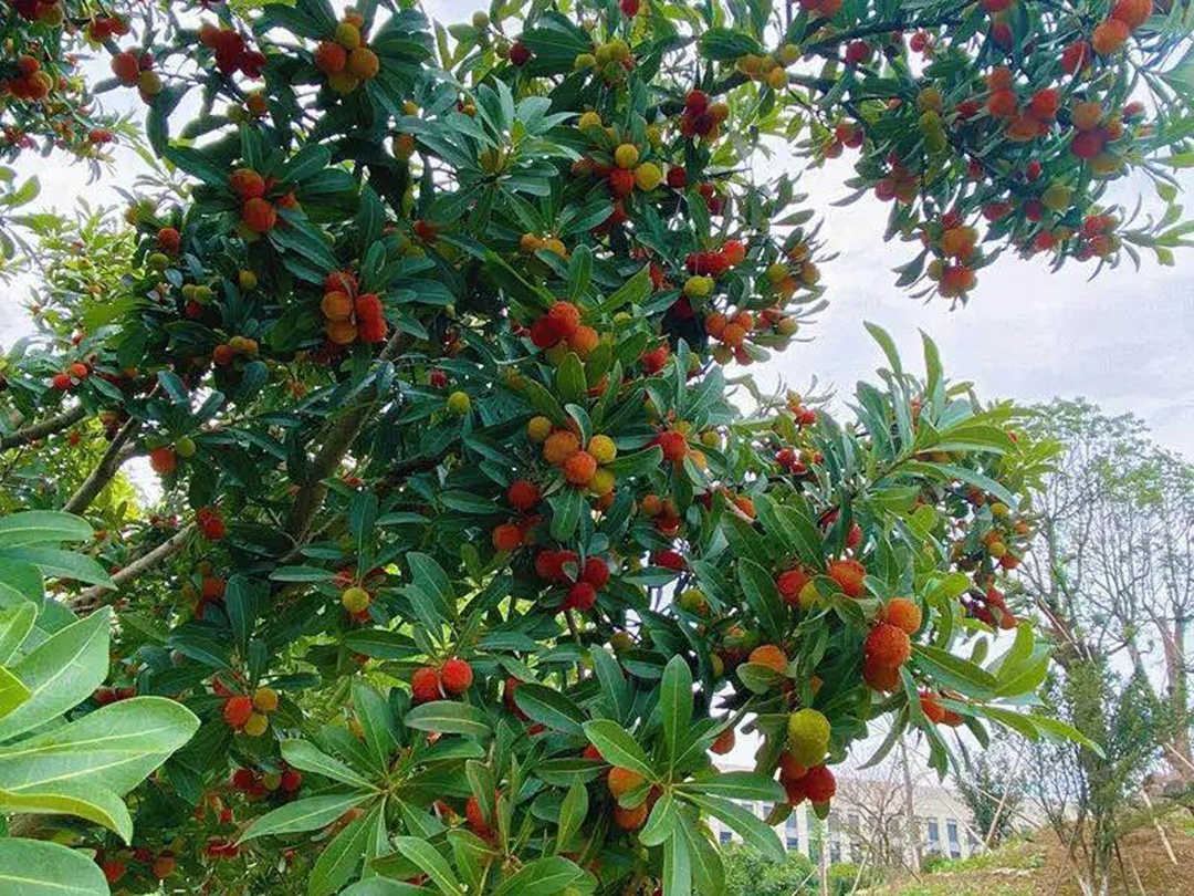 風(fēng)景這邊獨(dú)好!東大環(huán)境美景一覽,請查收