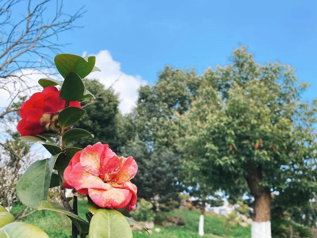 風(fēng)景這邊獨(dú)好!東大環(huán)境美景一覽,請查收